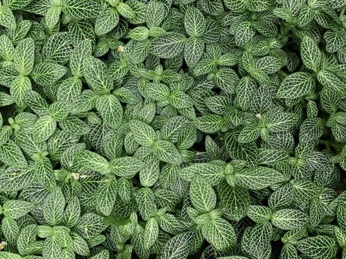 Free stock photo of dark green plants, garden plant Stock Photo
