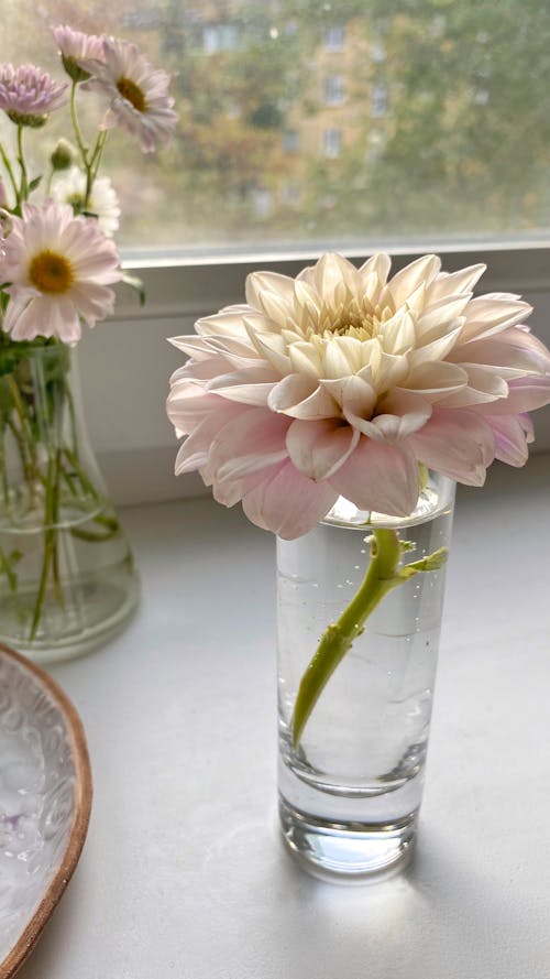 Blooming dahlia and chamomiles on windowsill at home