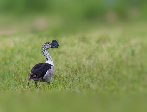 Free Bird on Green Grass Field Stock Photo