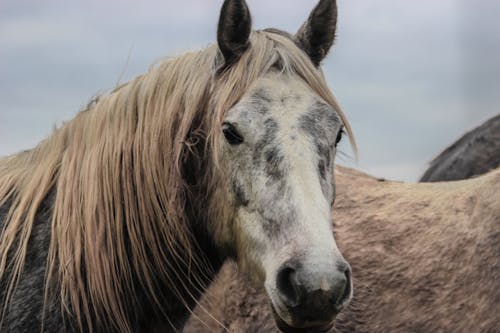 Close-up of a Horse's Head

