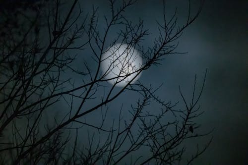 Foto stok gratis bayangan hitam, bulan, cabang