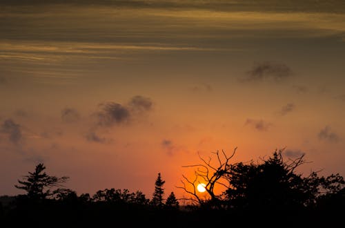 Free Silhouette of Trees Under Orange Sky Stock Photo