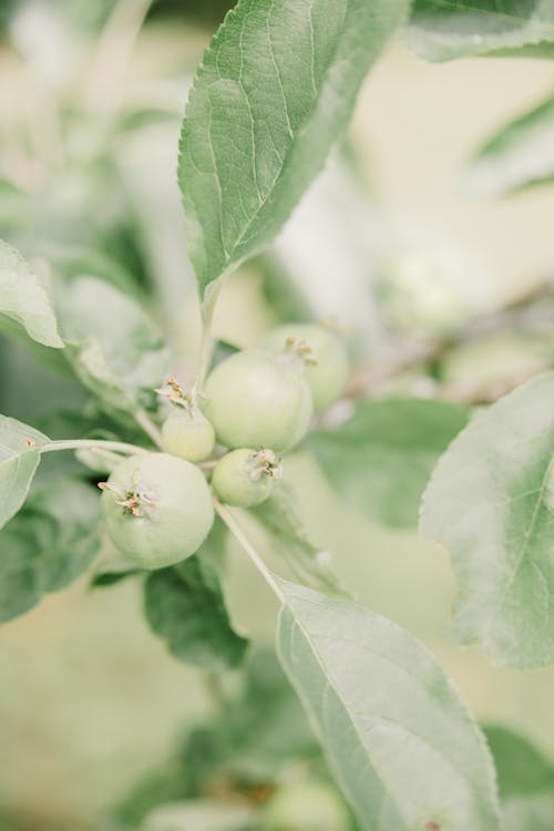 Free Close Up Photo of Green Apples Stock Photo