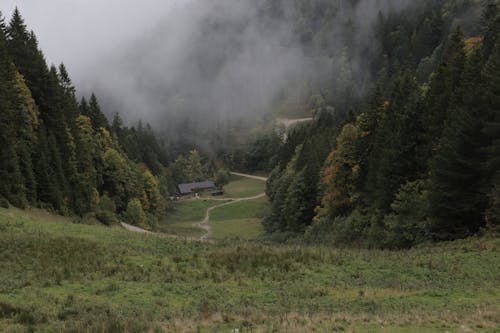 Imagine de stoc gratuită din arbori, arbori veșnic verzi, clădire