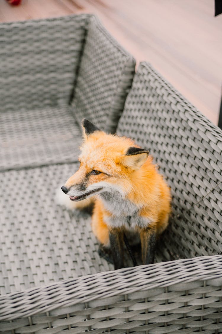 Fox Sitting On An Outdoor Chair