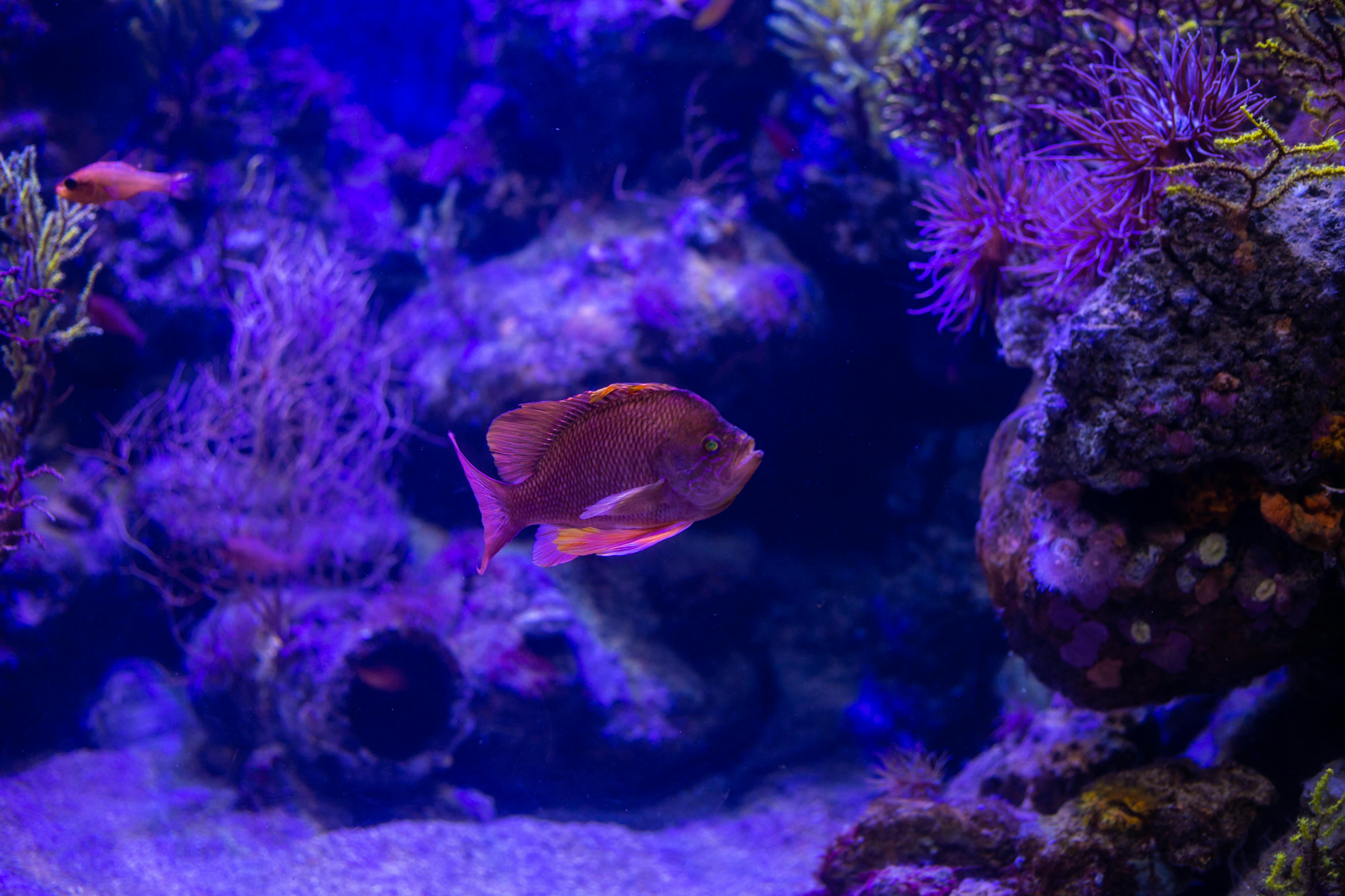 Kostenloses Foto zum Thema: 4k wallpaper, actinopterygii, anthias ...