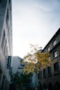 Tree Between Buildings