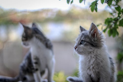 Fluffy cats sitting under tree branches