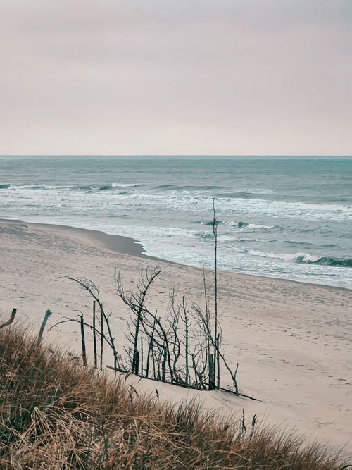 Free A serene and moody beach scene with waves and sparse vegetation in Neringa, Lithuania. Stock Photo