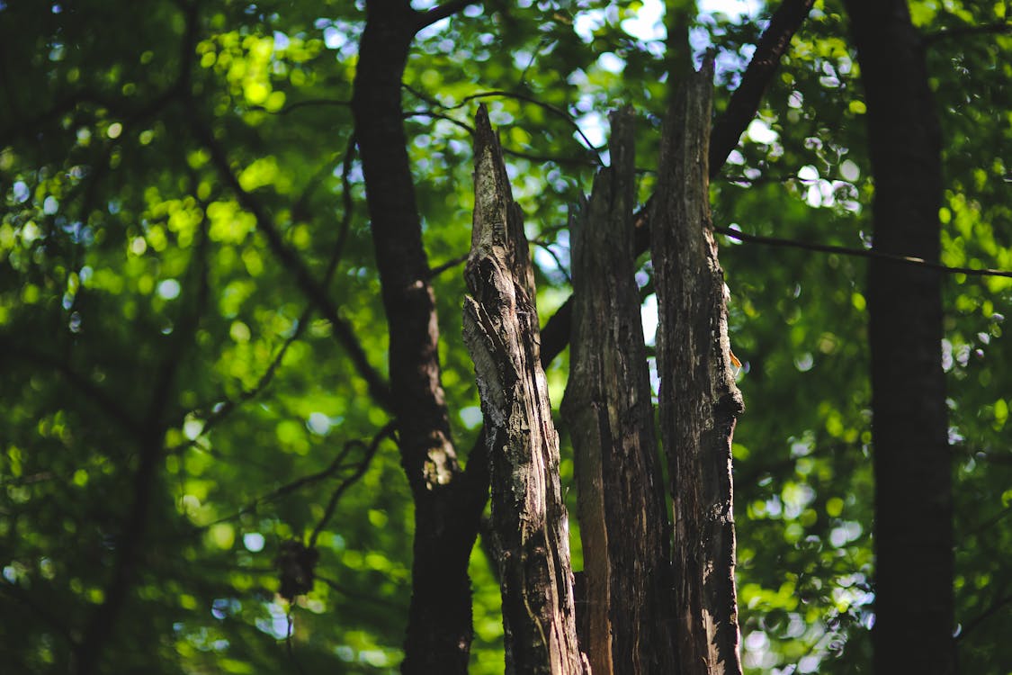 Ücretsiz açık, açık hava, ağaç içeren Ücretsiz stok fotoğraf Stok Fotoğraflar