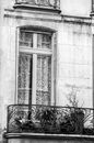 Potted Plants by the Glass Window