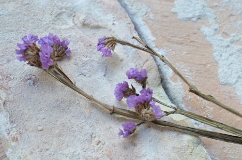 Purple Flower on Brown Sand