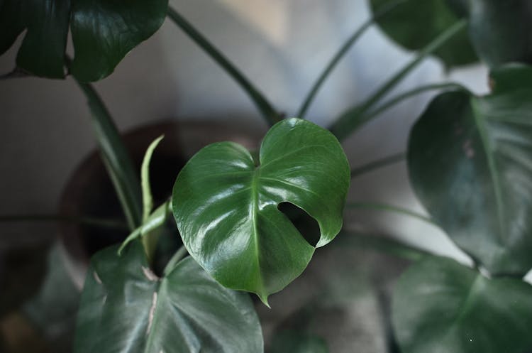 Monstera Plant With Large Leaves At Home