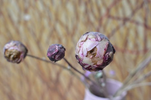 From above of dried flowers with round shaped buds on thin stems on blurred background