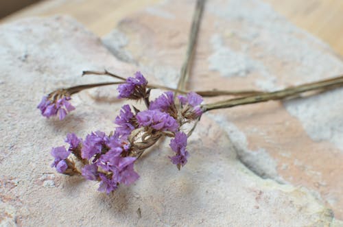 Purple Flowers on Brown Sand