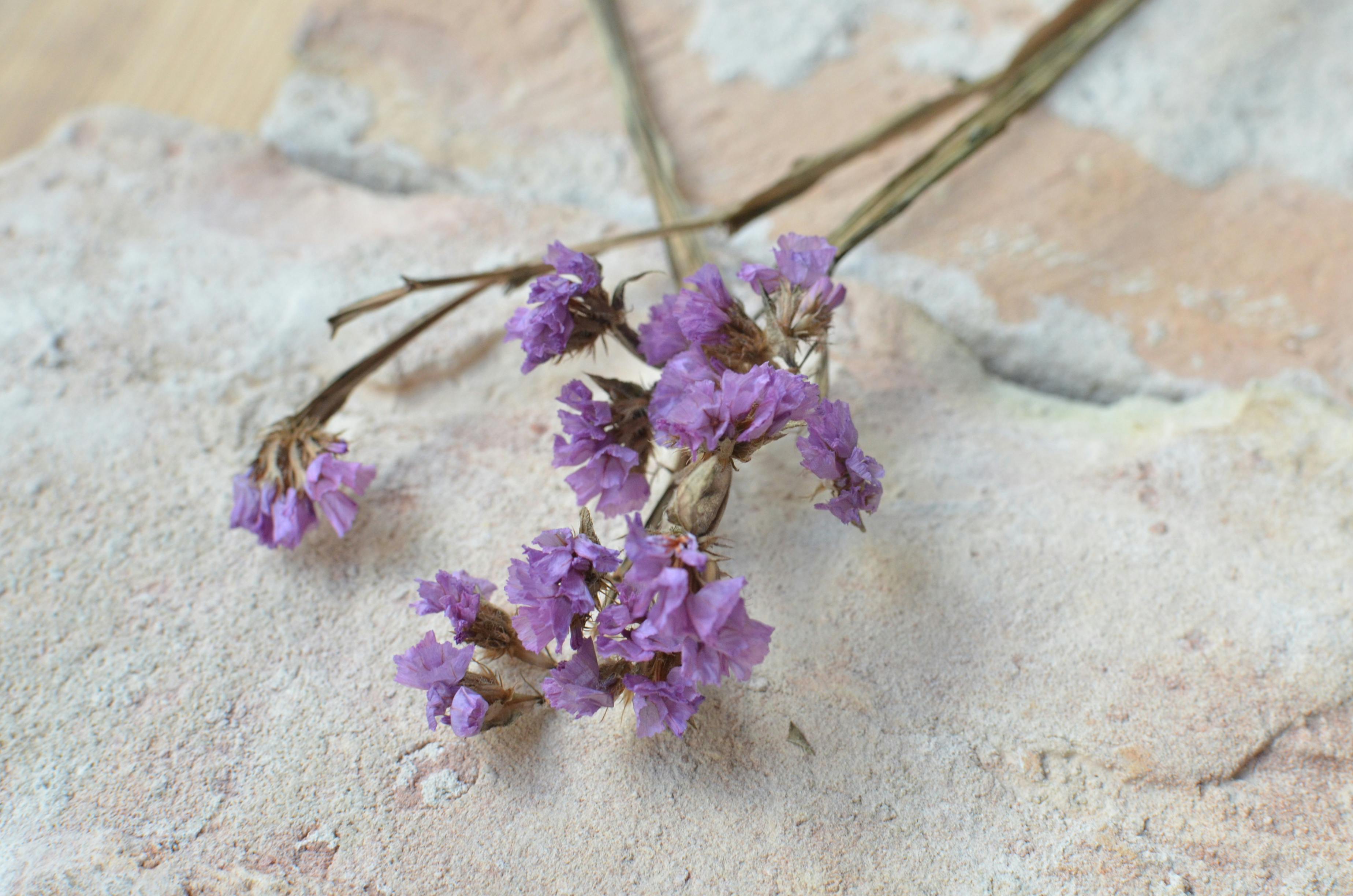 Blooming sea lavender flowers on rough surface · Free Stock Photo