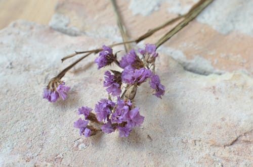 Blooming sea lavender flowers on rough surface