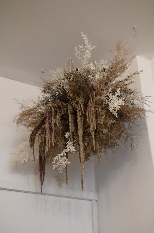 From below of assorted dry plants and flowers hanging on white wall at home