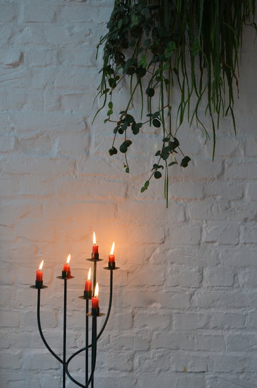 Burning candles with glowing flame placed against white painted brick wall under green plant