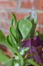 Green succulent plant against brick wall