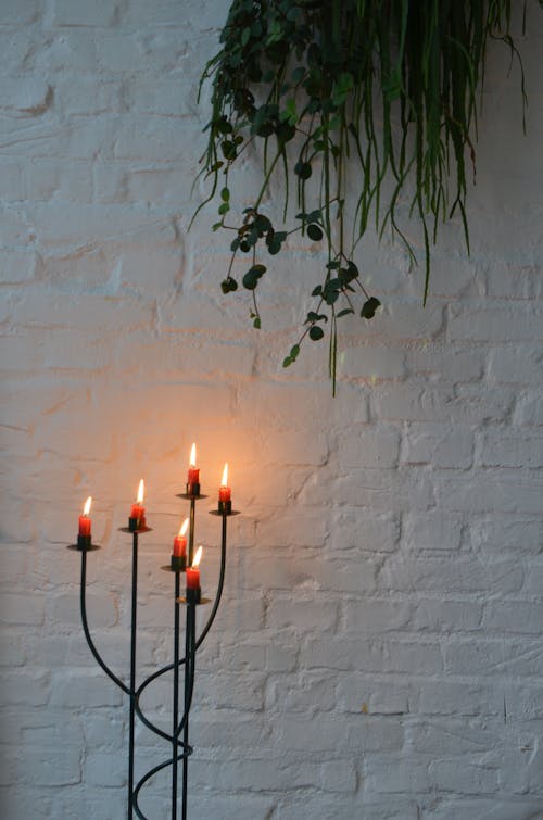 Burning candles in candlestick under green plant