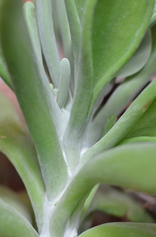 Full frame closeup of smooth texture of green succulent plant in soft light