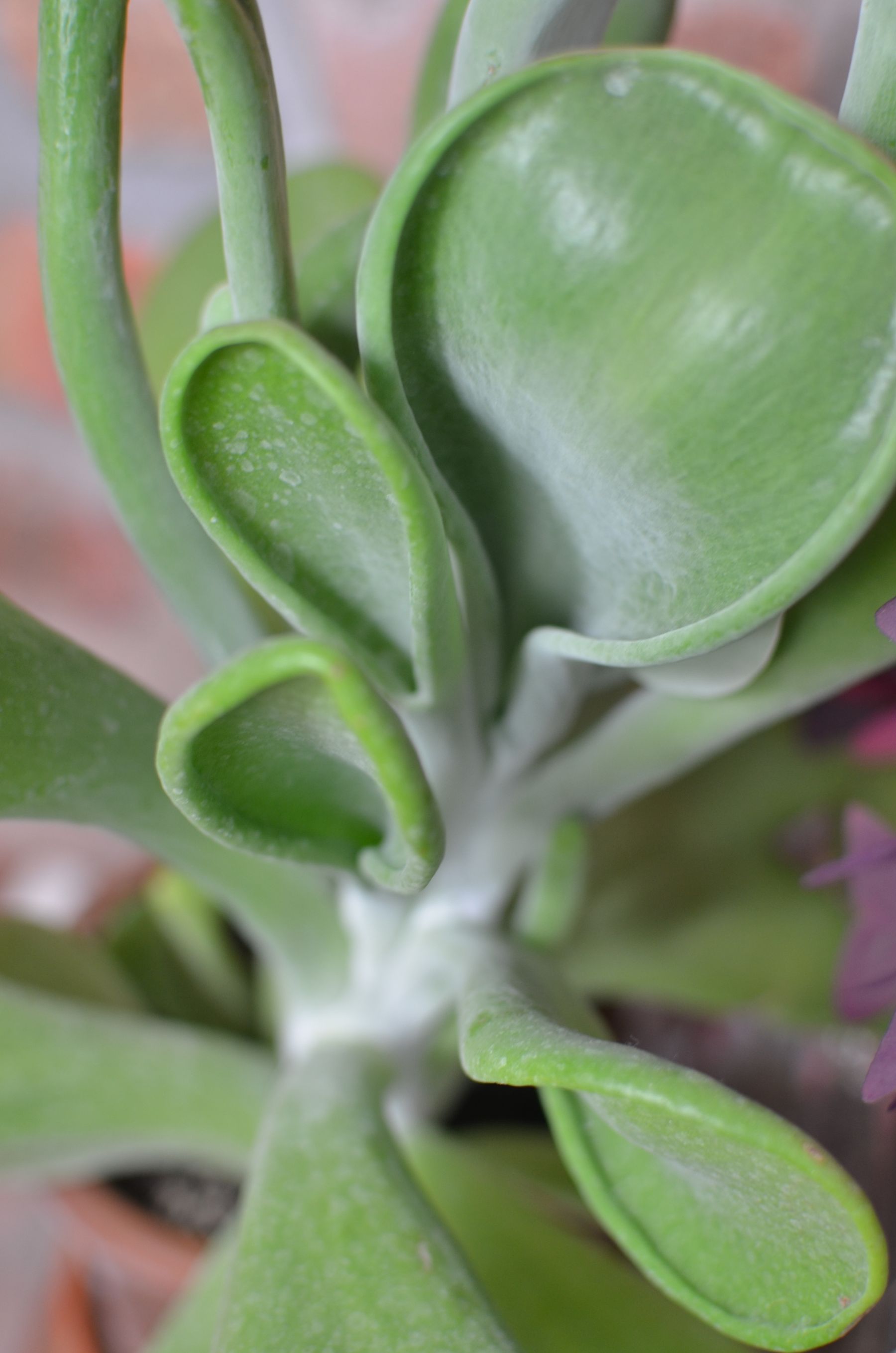 Green succulent leaves in a pot