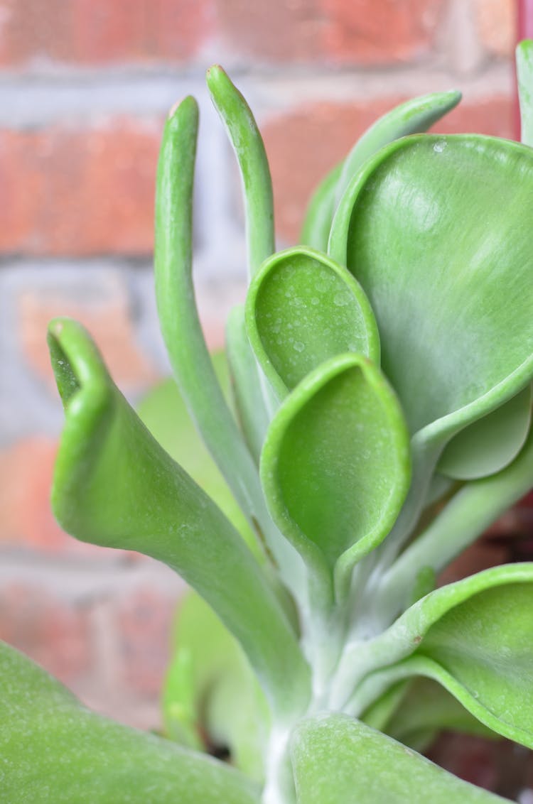 Green Succulent Plant Near Wall