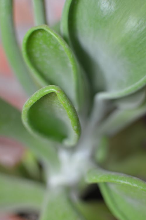 From above closeup segment of green succulent flower with dusty stems and leaves growing in pot against brick wall on blurred background