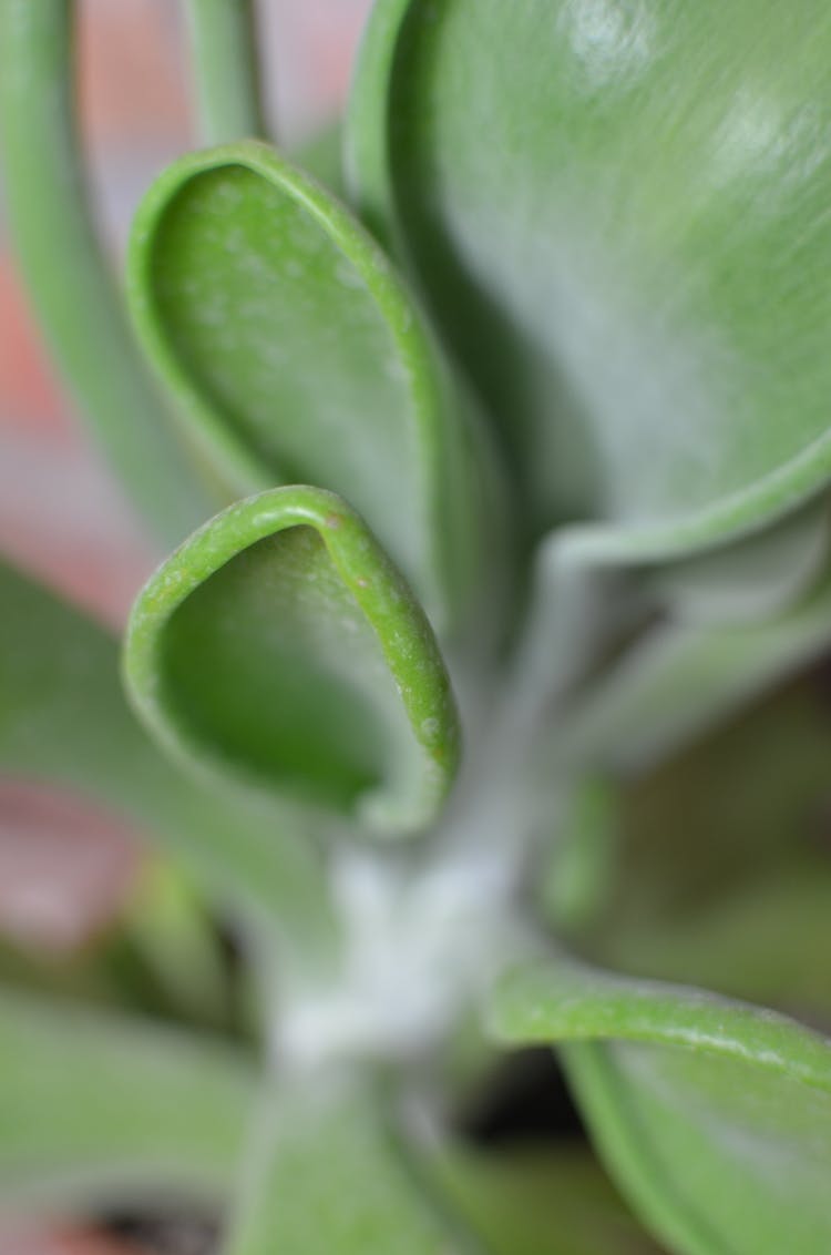 Succulent Plant Growing Near Wall