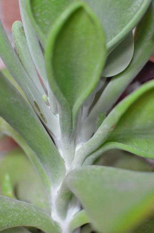 Plant with green leaves near wall