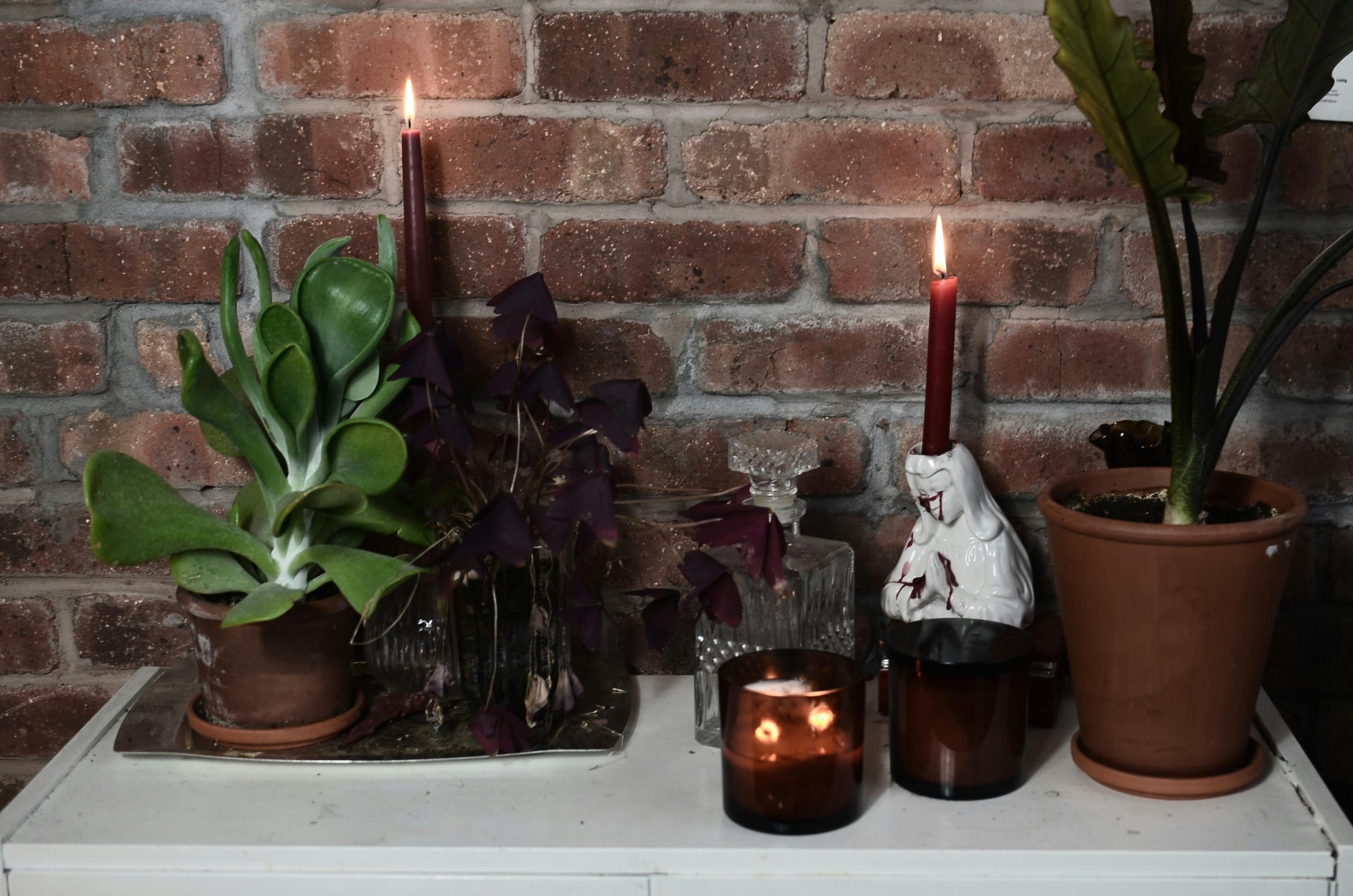 burning candles near potted plants on table in house