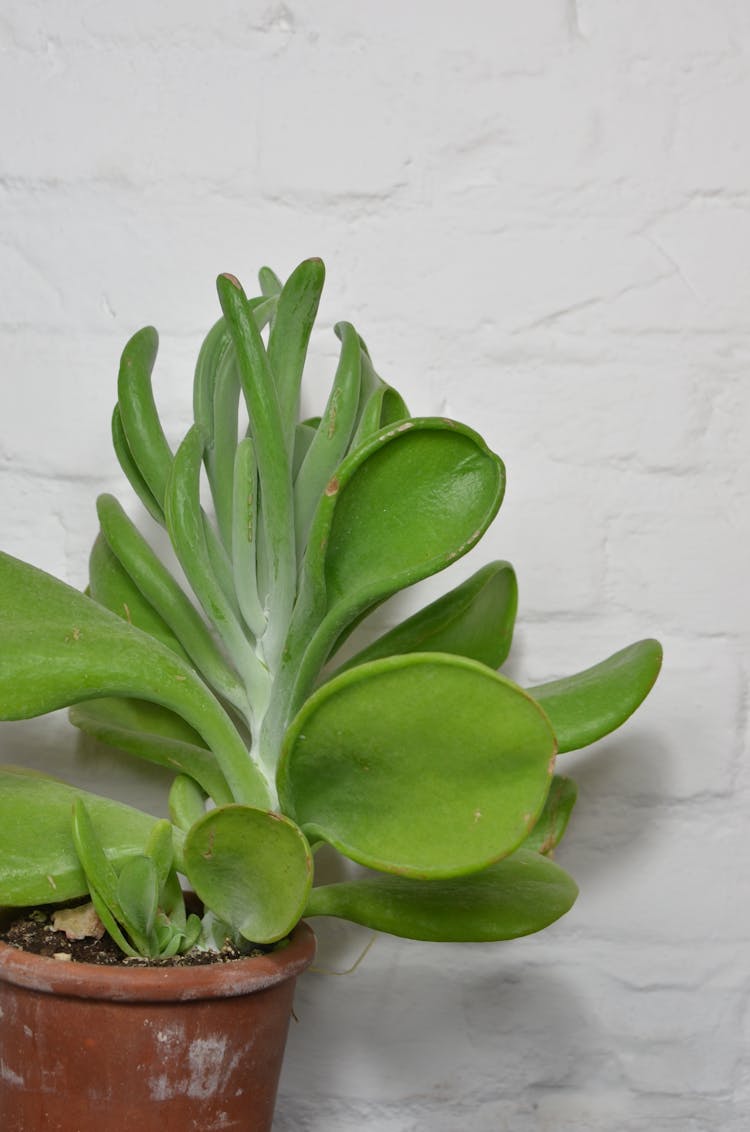 Colorful Succulent Plant In Pot On White Background