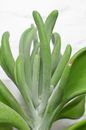 Closeup of colorful succulent plant with wavy green stalks and thick foliage growing on white background
