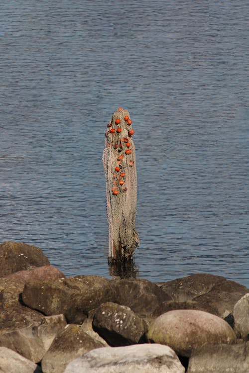 Immagine gratuita di acque calme, corpo d'acqua, mare