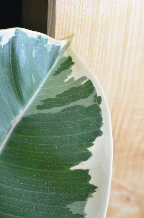 Fresh leaf of Ficus elastica tree near wooden wall