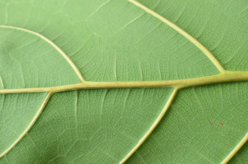 Textured surface of green leaf with veins