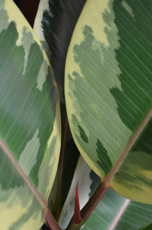Green leaves of plant on stems