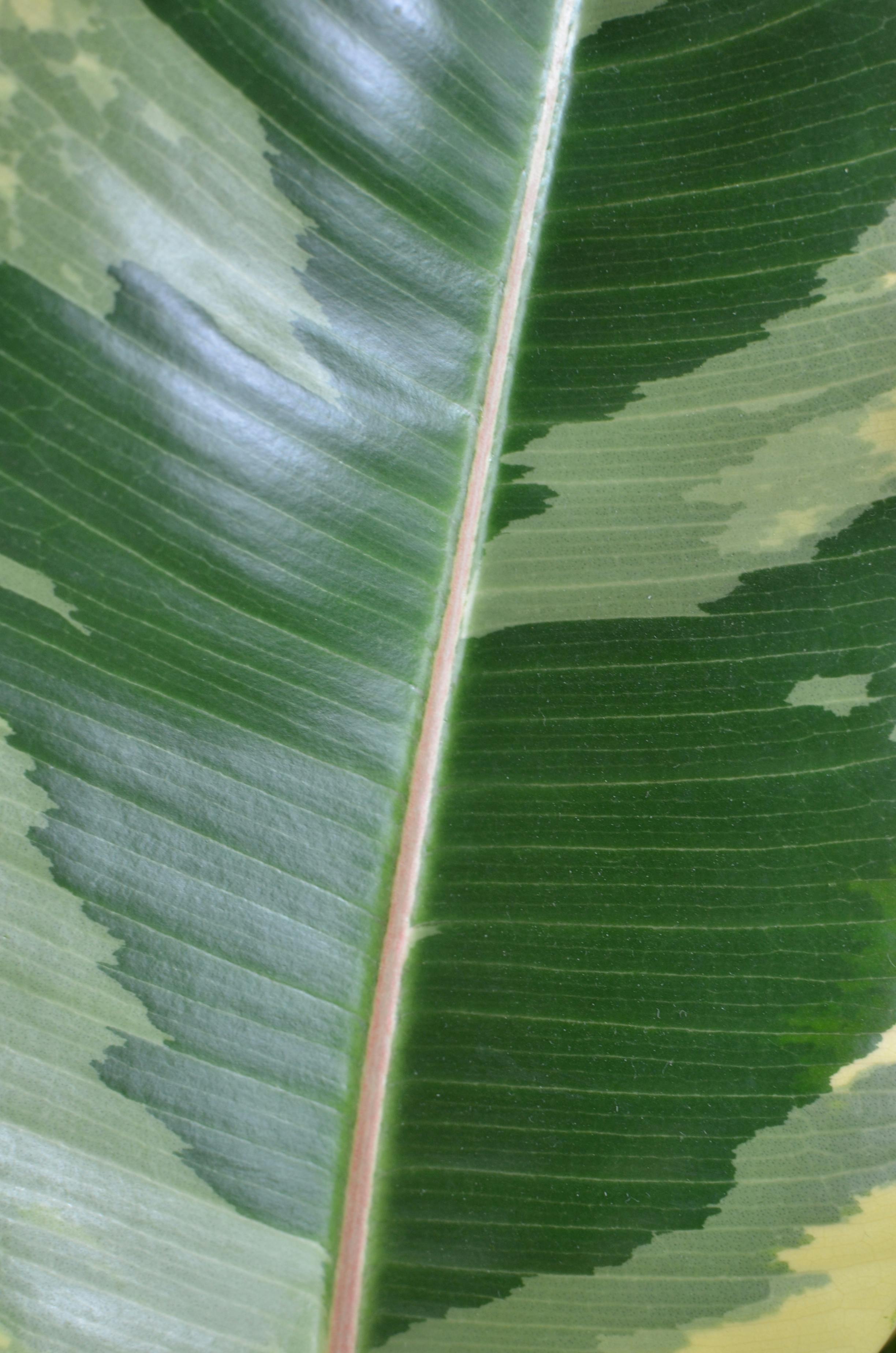 textured leaf of green plant with veins