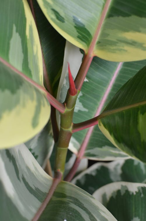 Green plant with leaves growing on stem