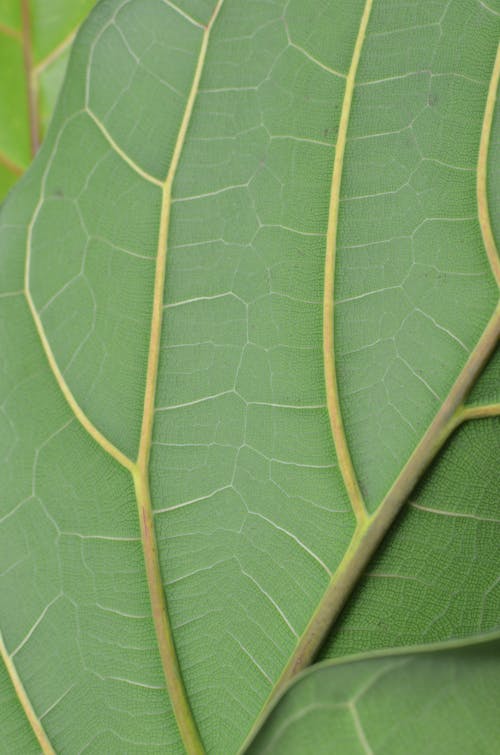 Closeup full frame textured background of green leaf with thin veins and stem