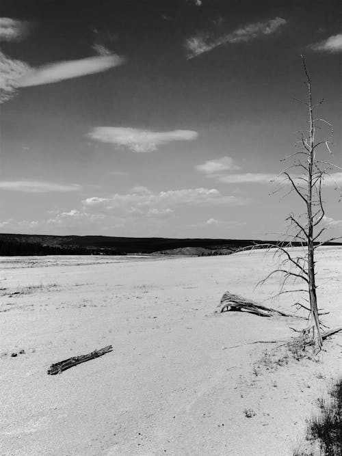 Darmowe zdjęcie z galerii z bezlistne drzewo, czarno-biały, fotografia w skali szarości