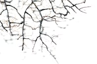 Leafless tree branches with thin needles
