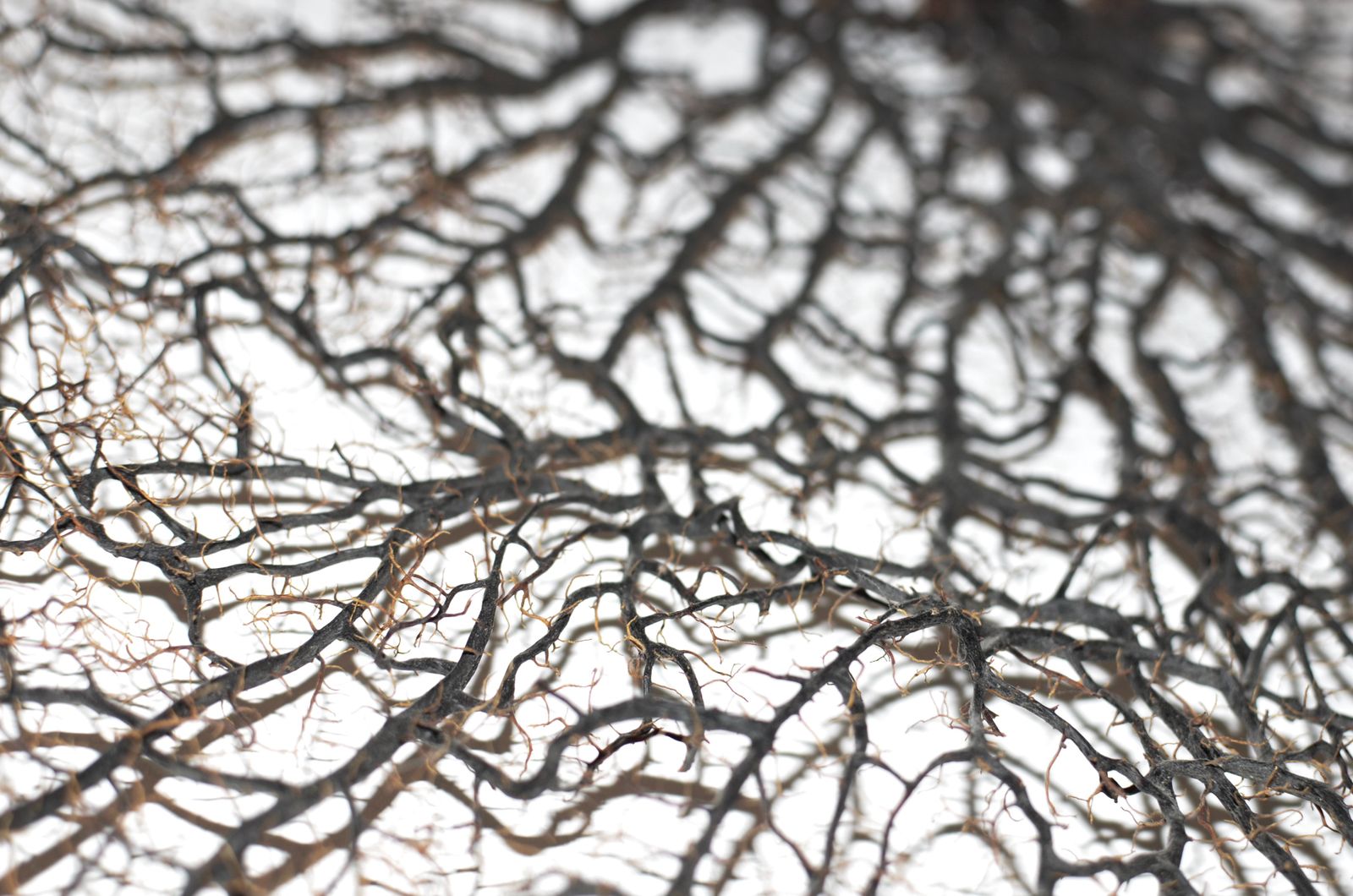 Macro view of dense, intricate branching plant roots against a white background