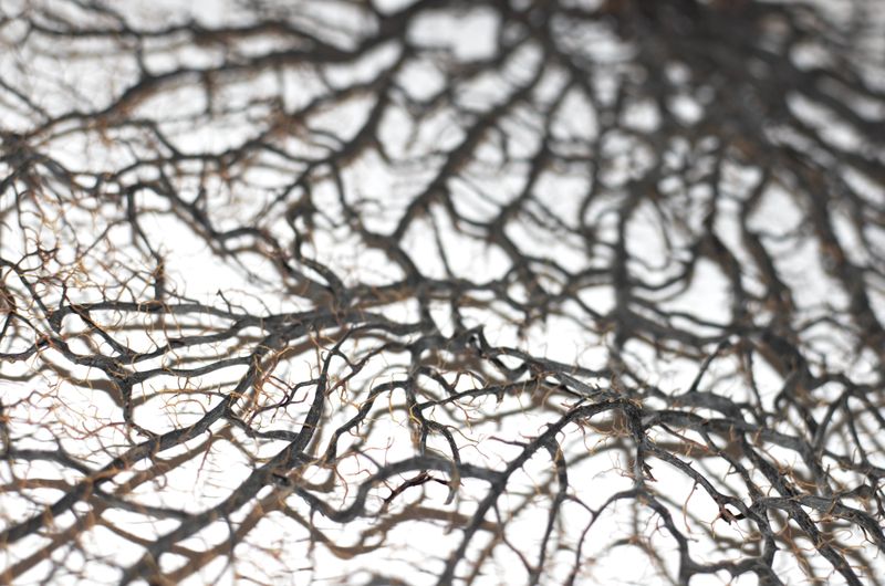Macro view of dense, intricate branching plant roots against a white background