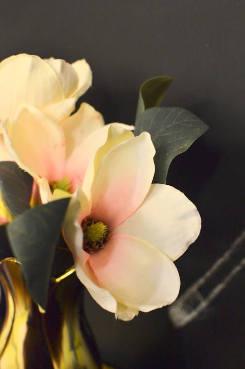 High angle of gentle blooming magnolia with green leaves and white petals in golden vase