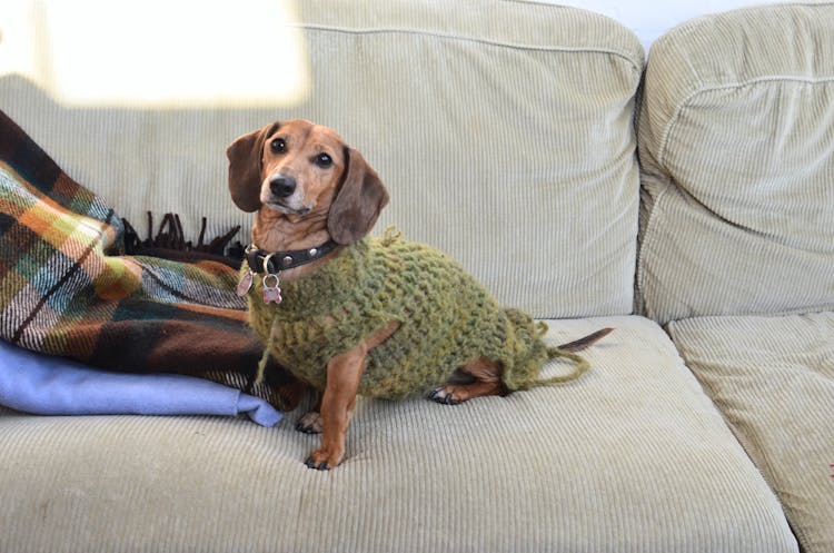 Cute Dachshund Sitting On Sofa At Home In