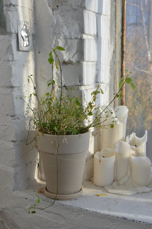 Ceramic pot with plant with green leaves on thin stems placed near candles