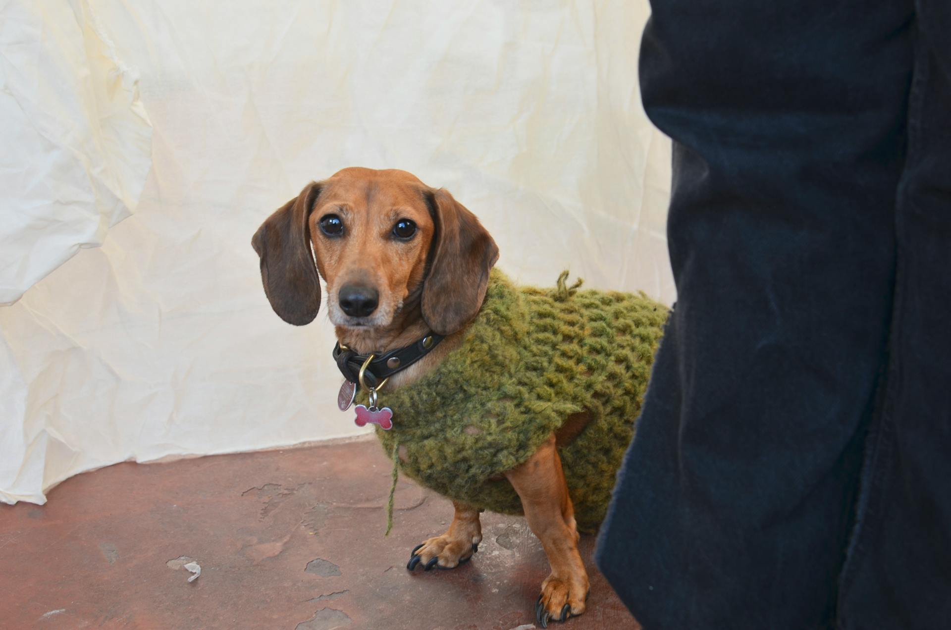 Charming purebred dog with brown coat in knitwear and collar looking at camera at home