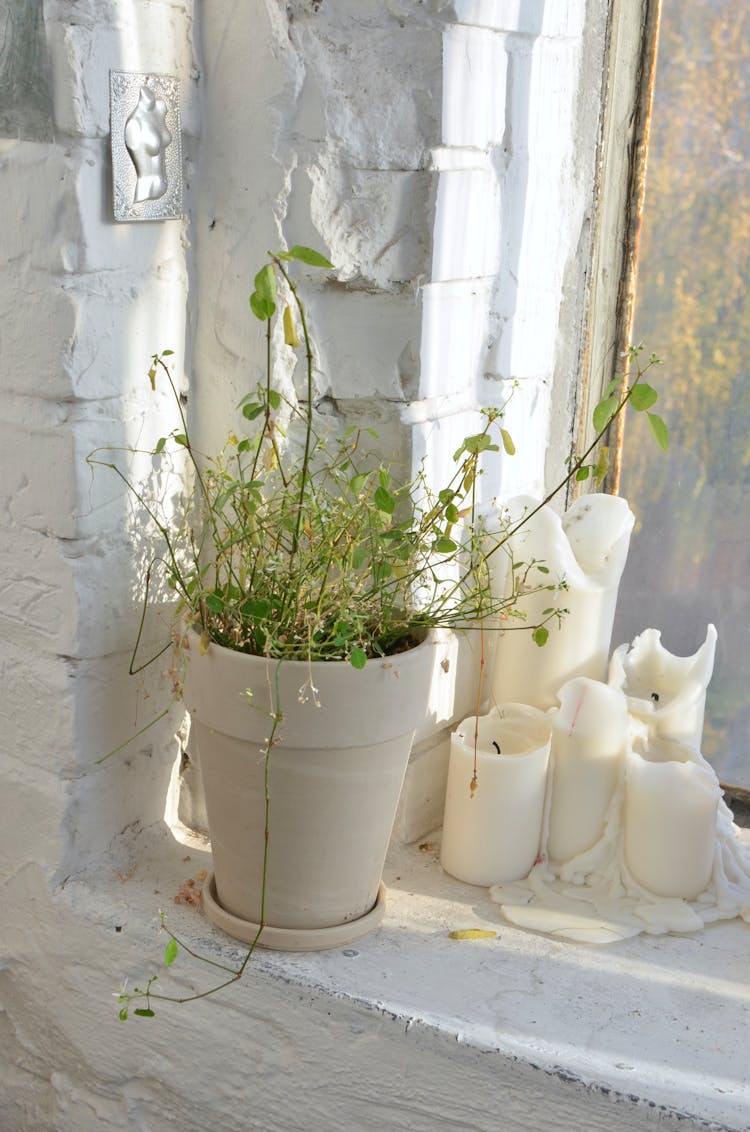 Maidenhair In Pot Near Candles On Windowsill